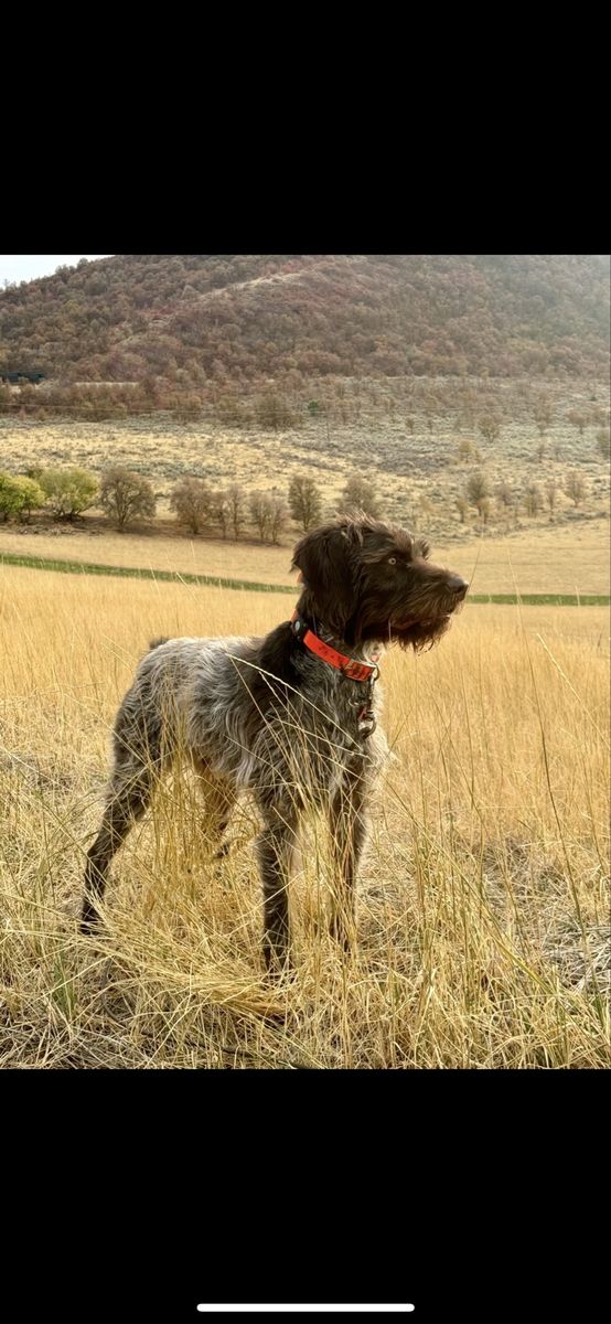 Proven AKC/NAVHDA Wirehair Pointer Stud