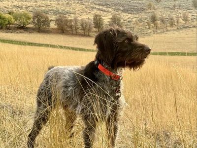 Proven AKC/NAVHDA Wirehair Pointer Stud