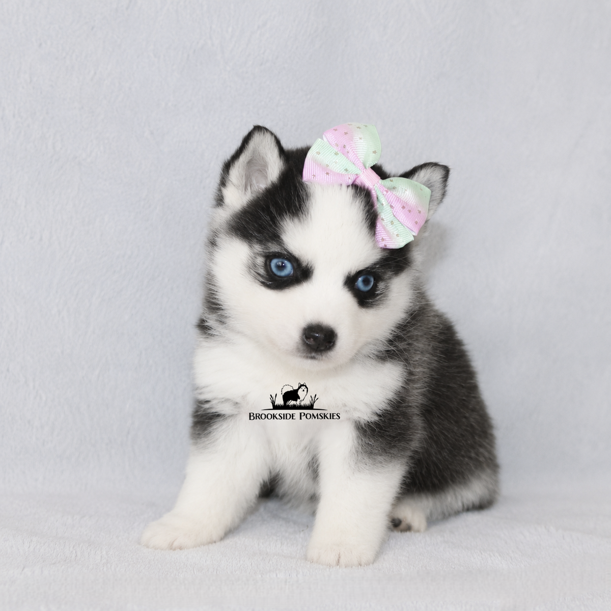 Potty Trained Pomsky Puppy Ready Now Pomeranian Siberian Husky Mix Charting to be 15-20 lbs full grown