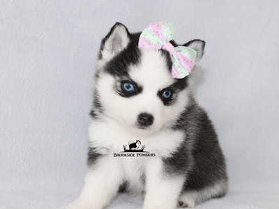 Potty Trained Pomsky Puppy Ready Now Pomeranian Siberian Husky Mix Charting to be 15-20 lbs full grown