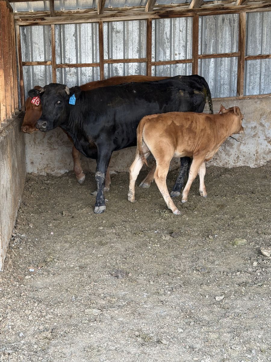 Waygu F2 pair 