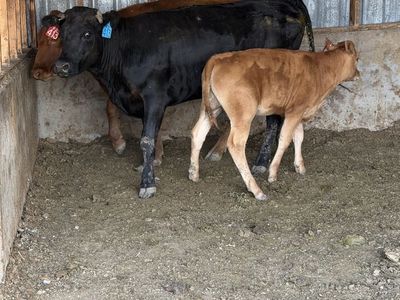 Waygu F2 pair