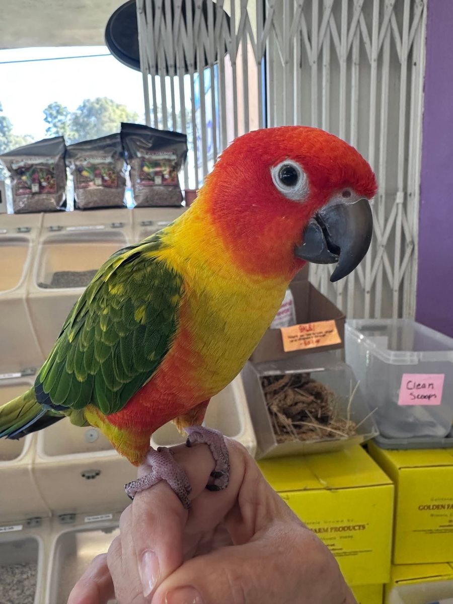 Hybrid conure Jenday, Sun, And Nanday