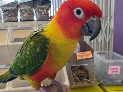 Hybrid conure Jenday, Sun, And Nanday