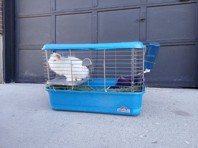 Fluffy Male Rabbit Bunny with Cage
