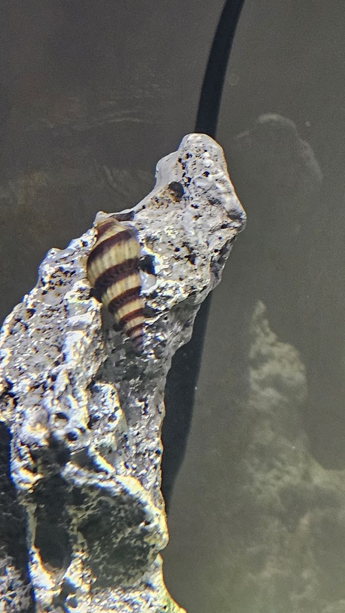 5 assassin snails
