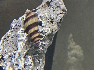 5 assassin snails