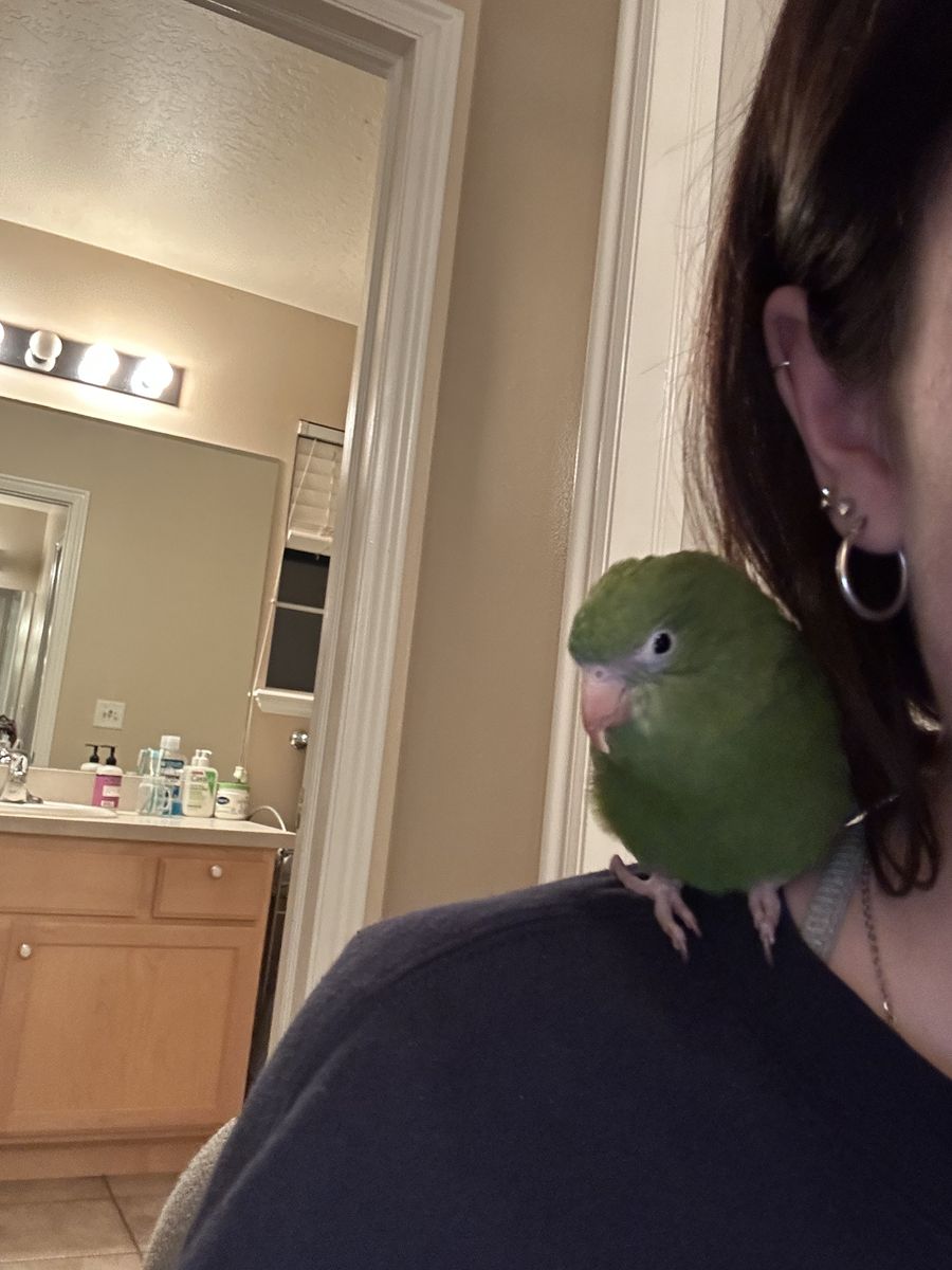 bee bee parrots (canary winged parakeets)