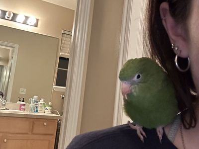 bee bee parrots (canary winged parakeets)