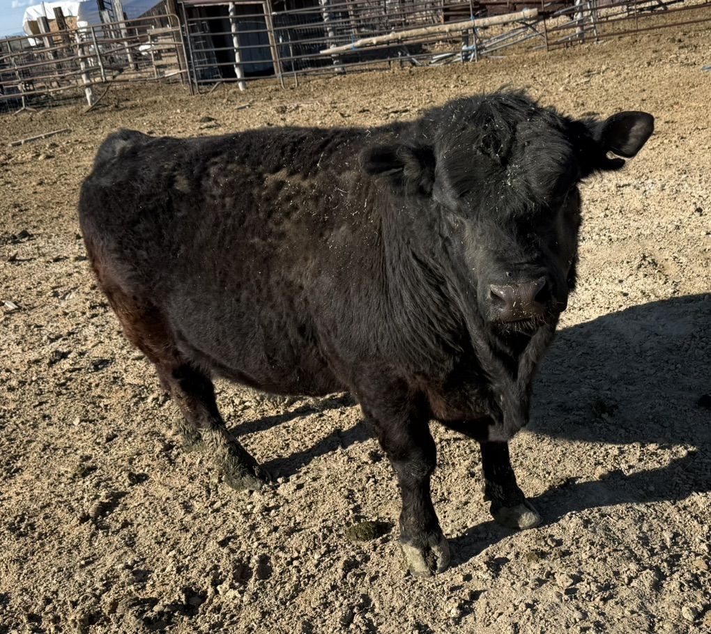 Black Aberdeen Bull