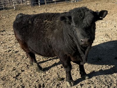 Black Aberdeen Bull