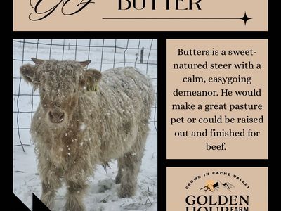 Gf Smooth As Butter - Highland Steer
