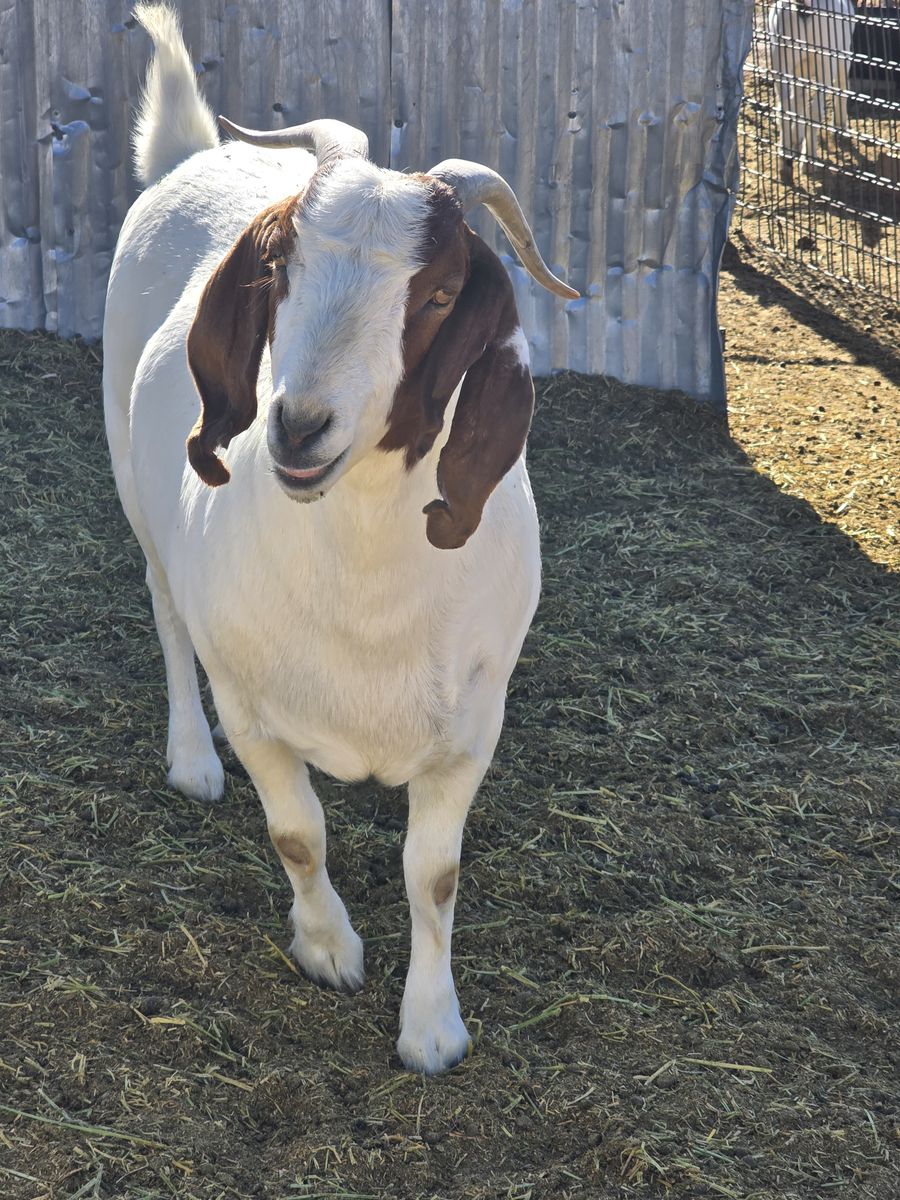 2 Boer Nannies & 1 Doe for sell