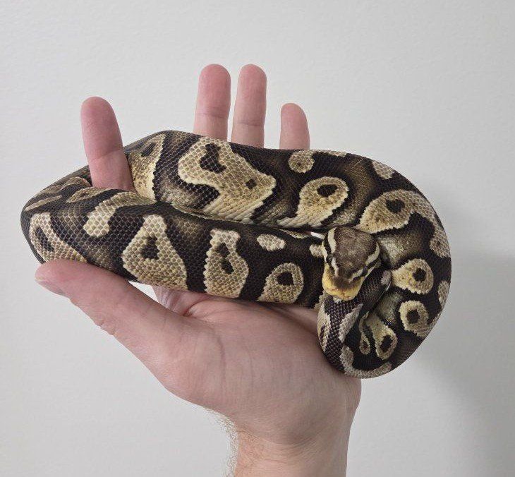 Female Pastel Vanilla Chocolate het DG