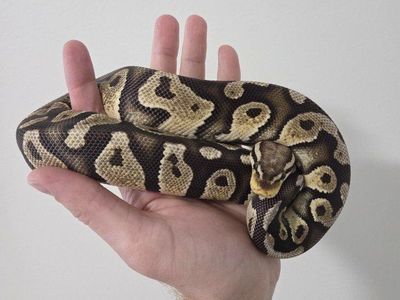 Female Pastel Vanilla Chocolate het DG