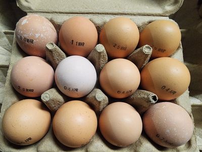 free-range chicken eggs