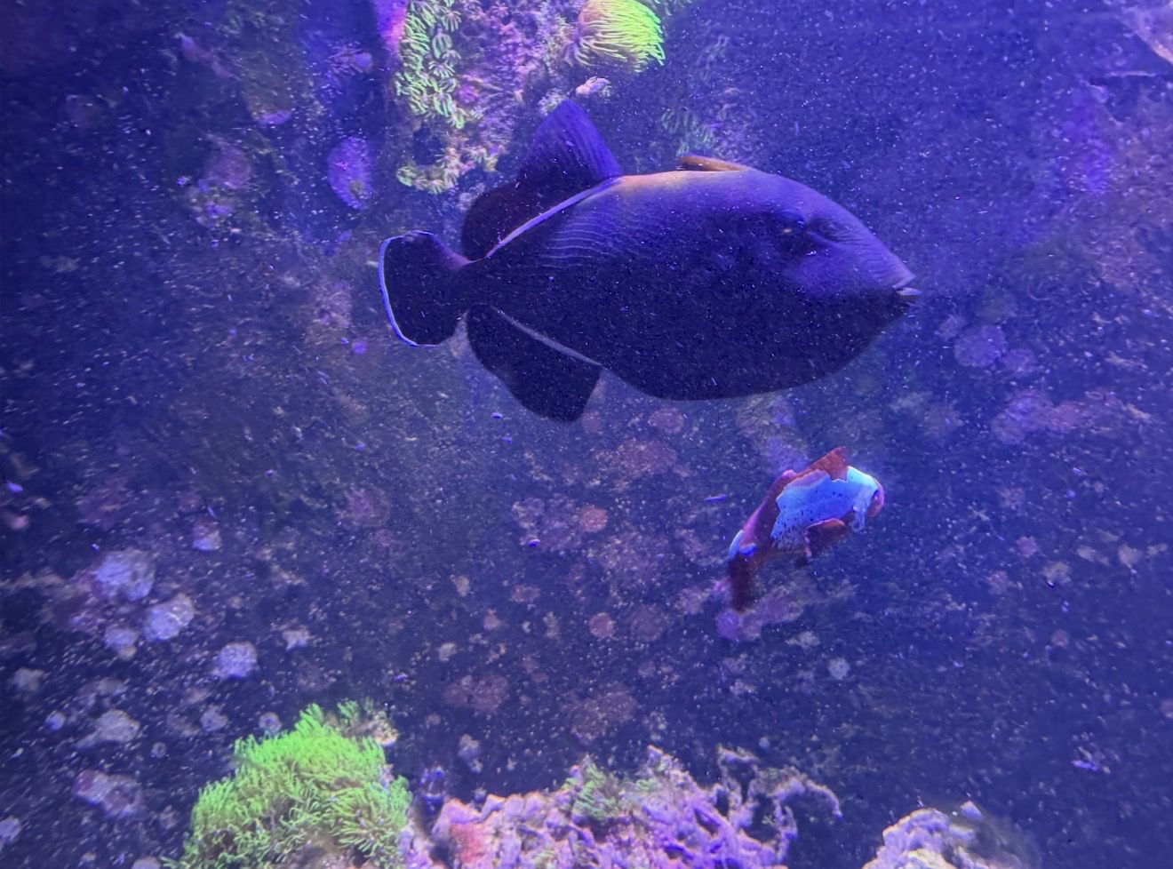 Black Skirt Trigger Fish HUGE