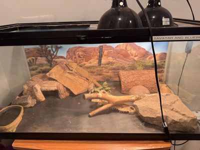 2 Sweet Bearded Dragons