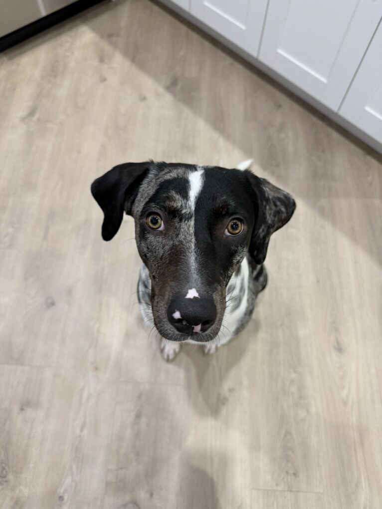 Catahoula Leopard Dog