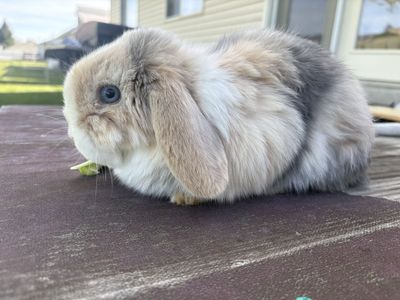 Beautiful Broken Harlequin Buck