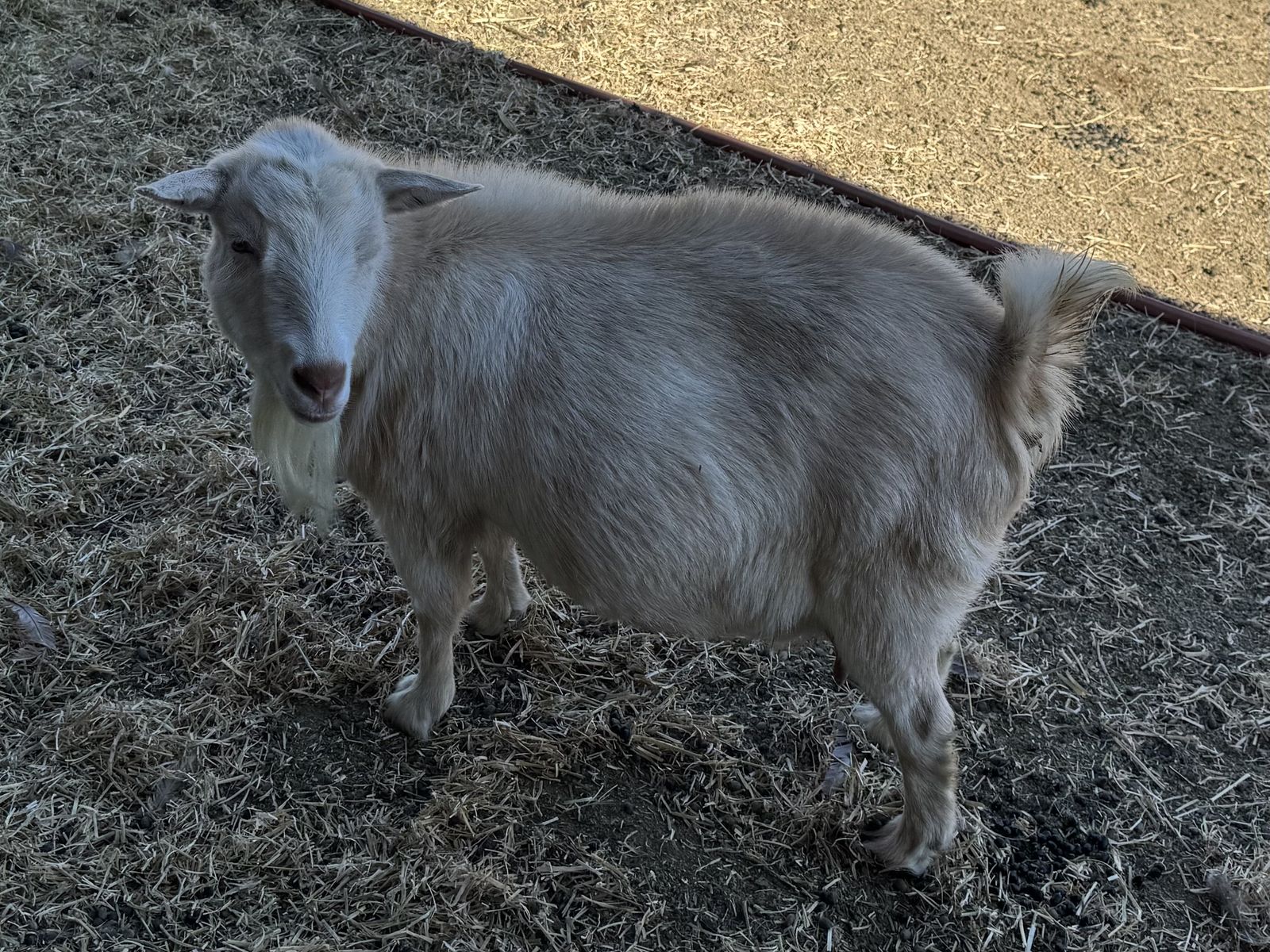 Registered ND Pregnant Dairy Goat