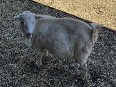 Registered ND Pregnant Dairy Goat