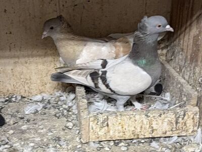 Pigeons For Sale