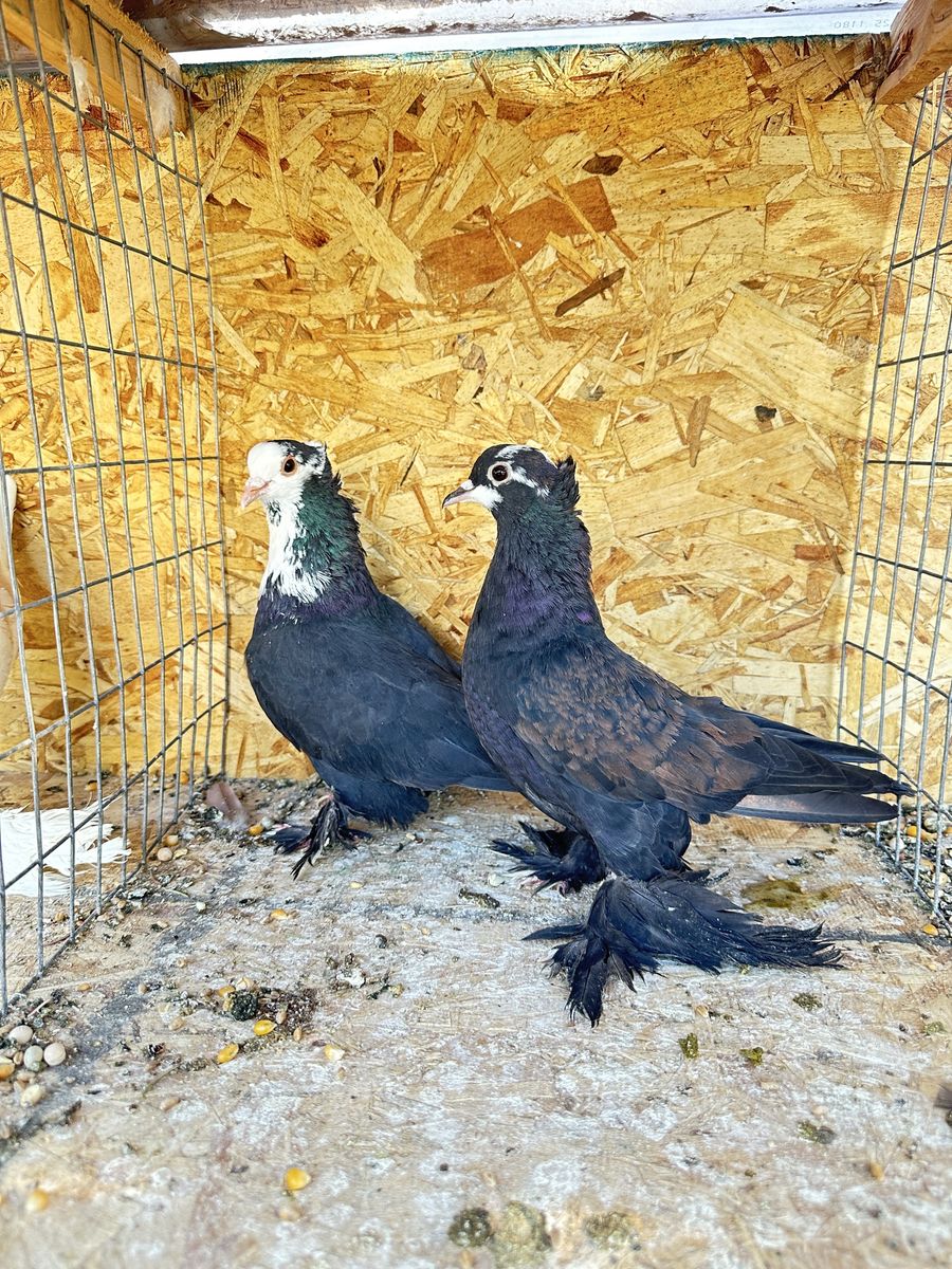 Pigeon