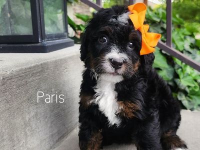 Mini Bernedoodles- Males and Females