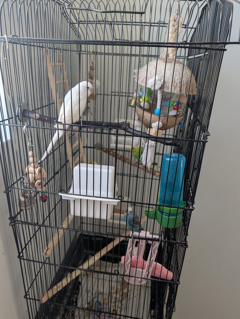 parakeets and all supplies