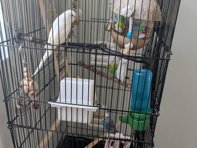 parakeets and all supplies