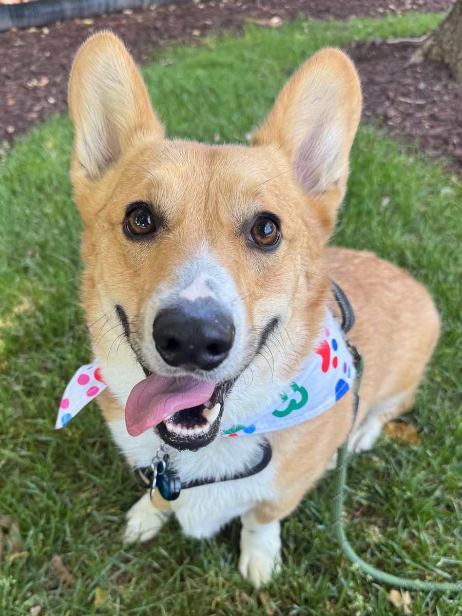 Corgi