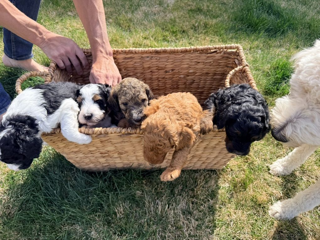 Bernedoodle Puppies (F2)