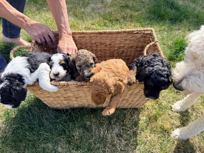 Bernedoodle Puppies (F2)