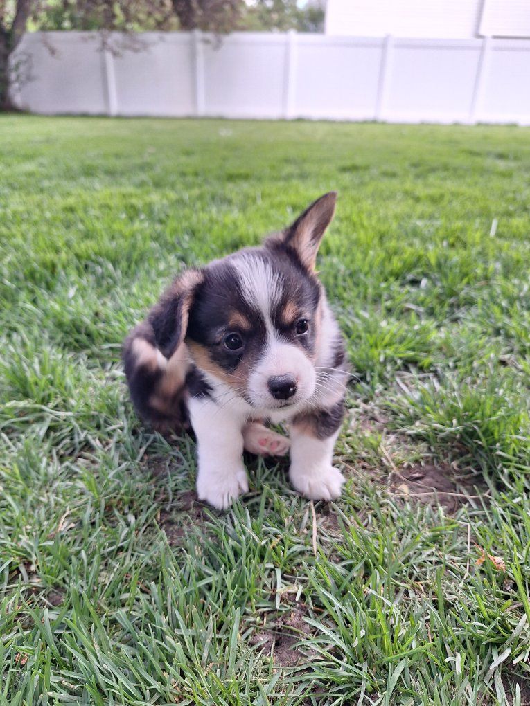 Adorable Corgi Puppy - Ready for his Forever Home!