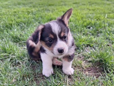 Adorable Corgi Puppy - Ready for his Forever Home!