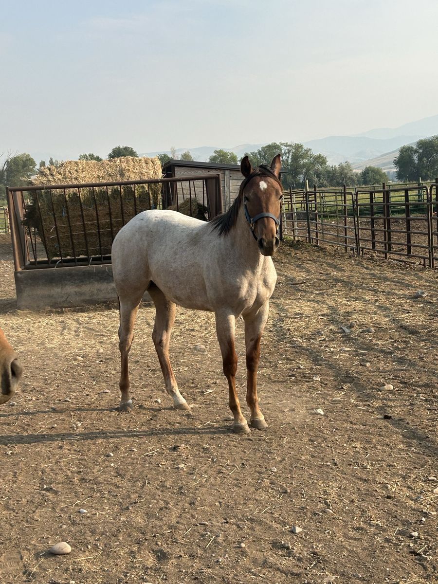 Yearling Filly