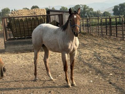 Yearling Filly