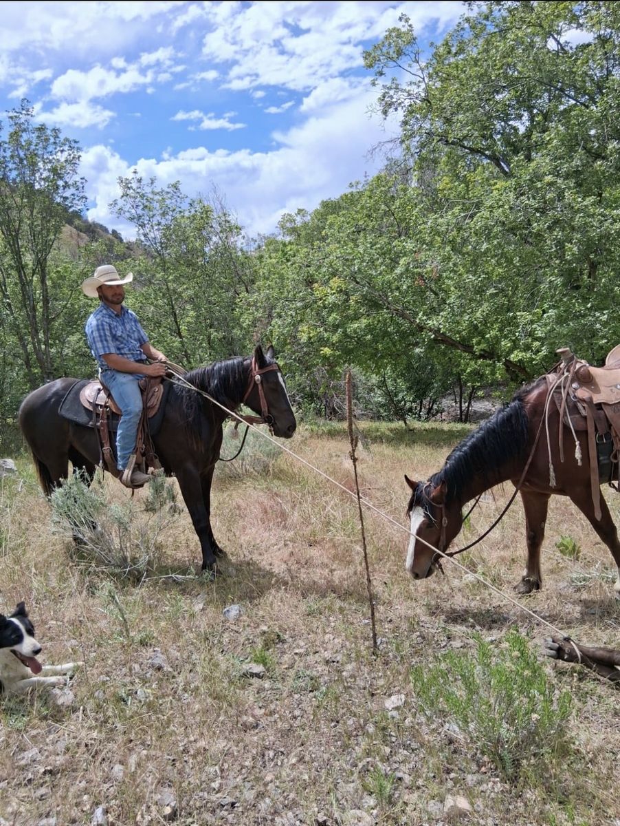Half Draft Mare