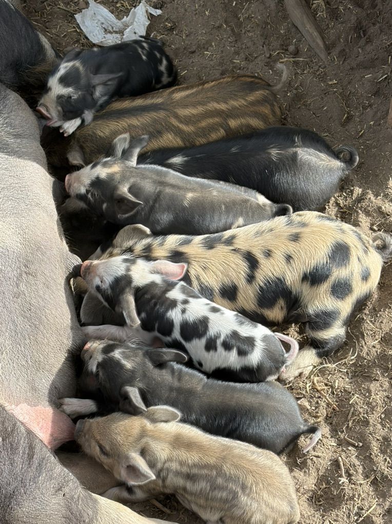 Pigglets