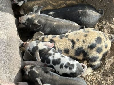 Pigglets