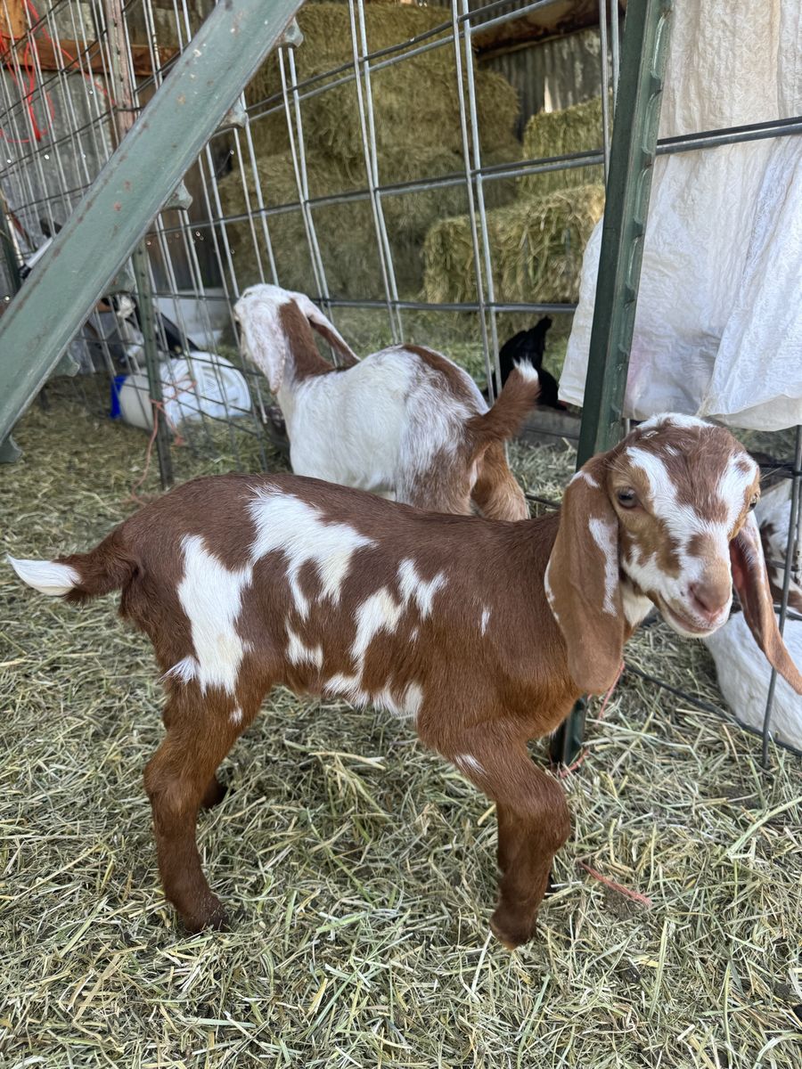 Mini Nubian Bucklings