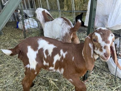 Mini Nubian Bucklings