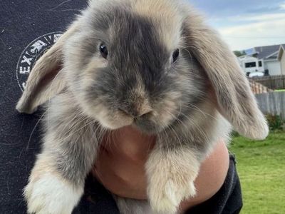 Holland Lop Doe *CAN MEET ON THE WAY TO SALT LAKE ON 7/17*