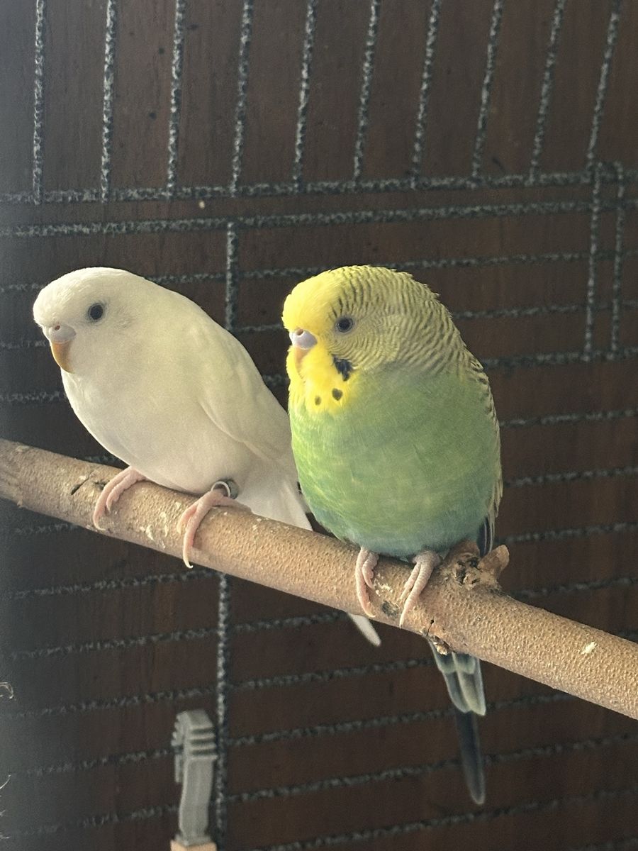 Parakeet pair
