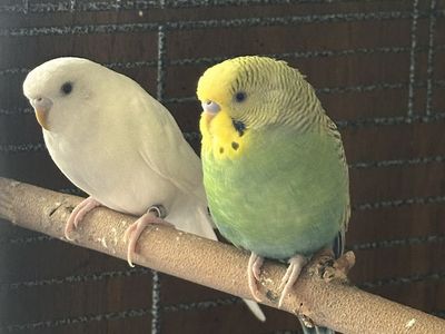 Parakeet pair