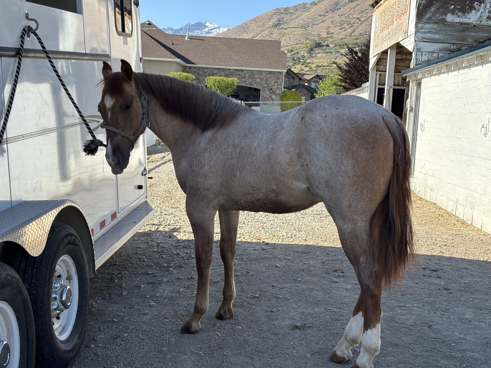 2025 AQHA Dun Roan.