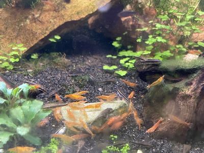 Orange Neocaridina Shrimp