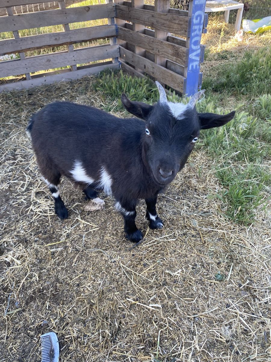 Two pigmy goats for sale