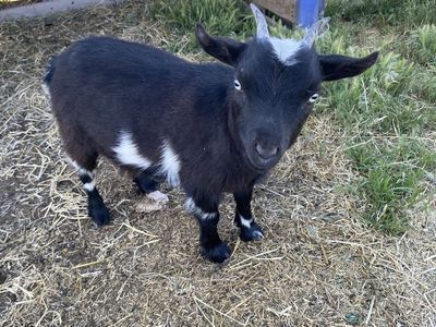 Two pigmy goats for sale